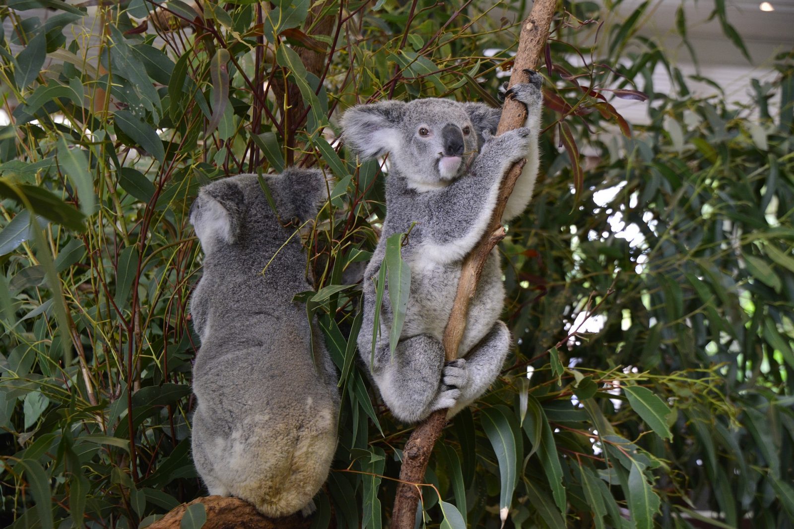 Learn about Australia's adorable wildlife. 