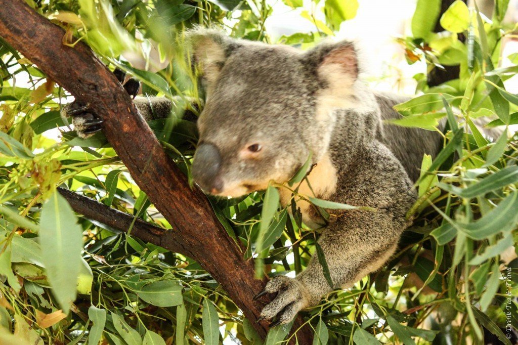 Great Ocean Drive Itinerary: Best Way to Tour Great Ocean Road, Grey River Road Koala, Australia