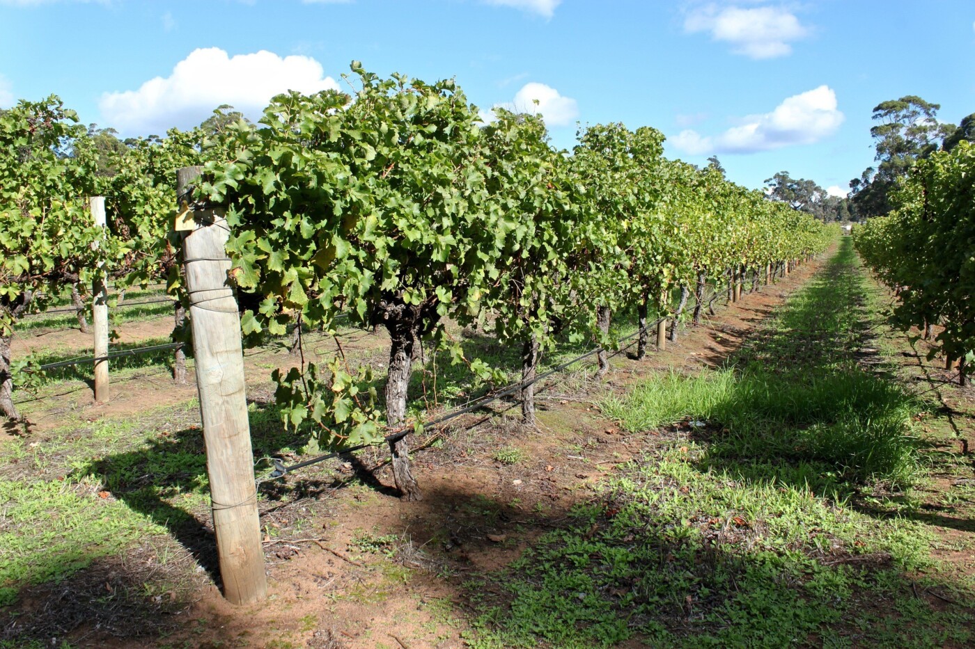 wine regions in Australia