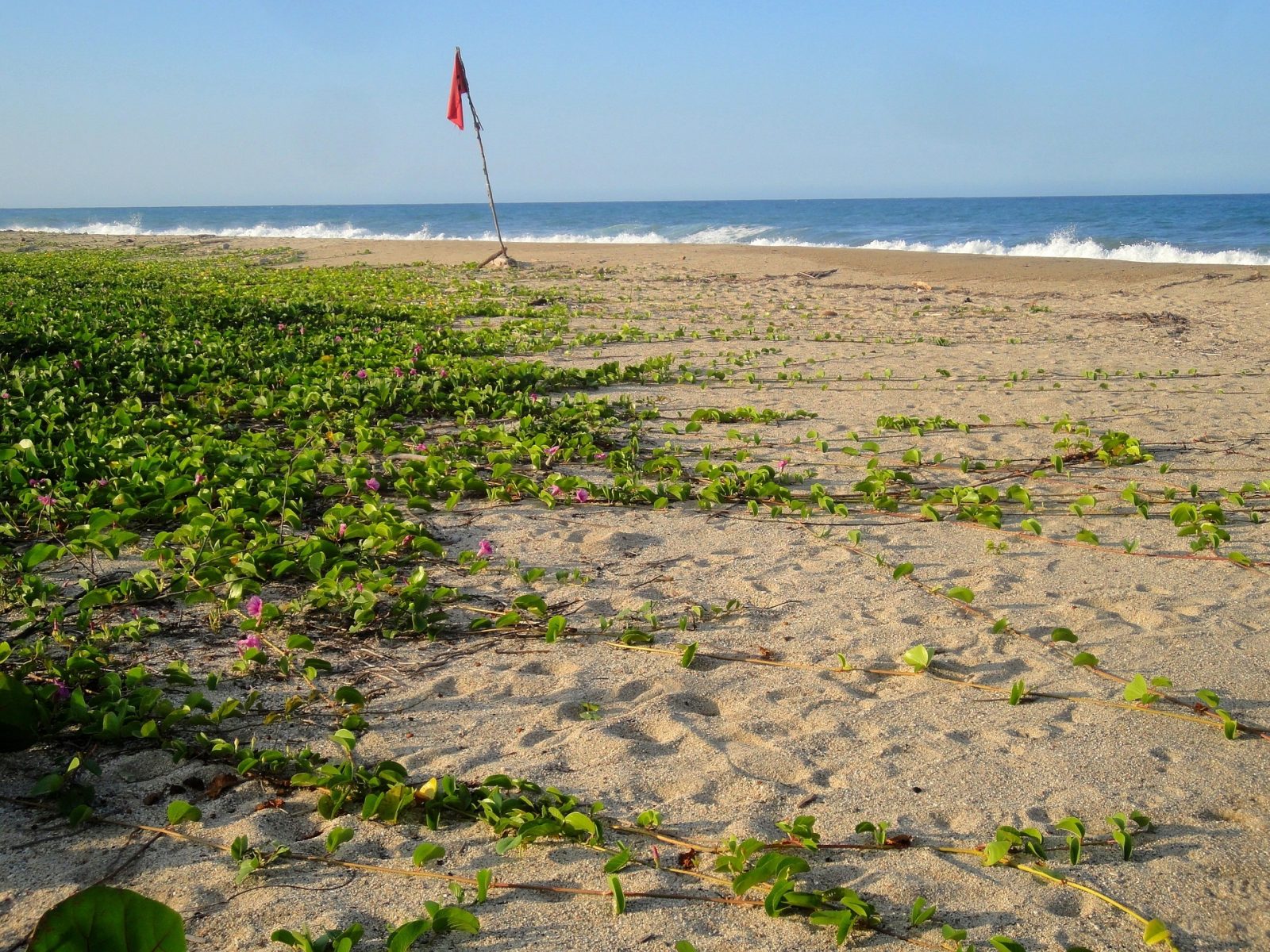 Parque Tayrona: Red means don't swim! Tayrona National Park