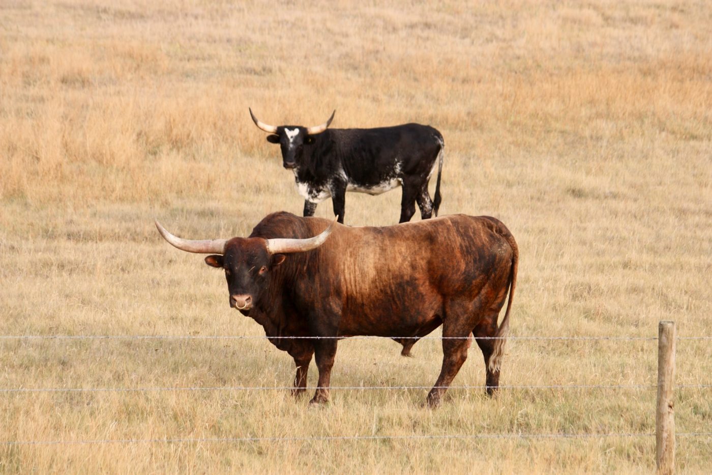 bison in grasslands national park