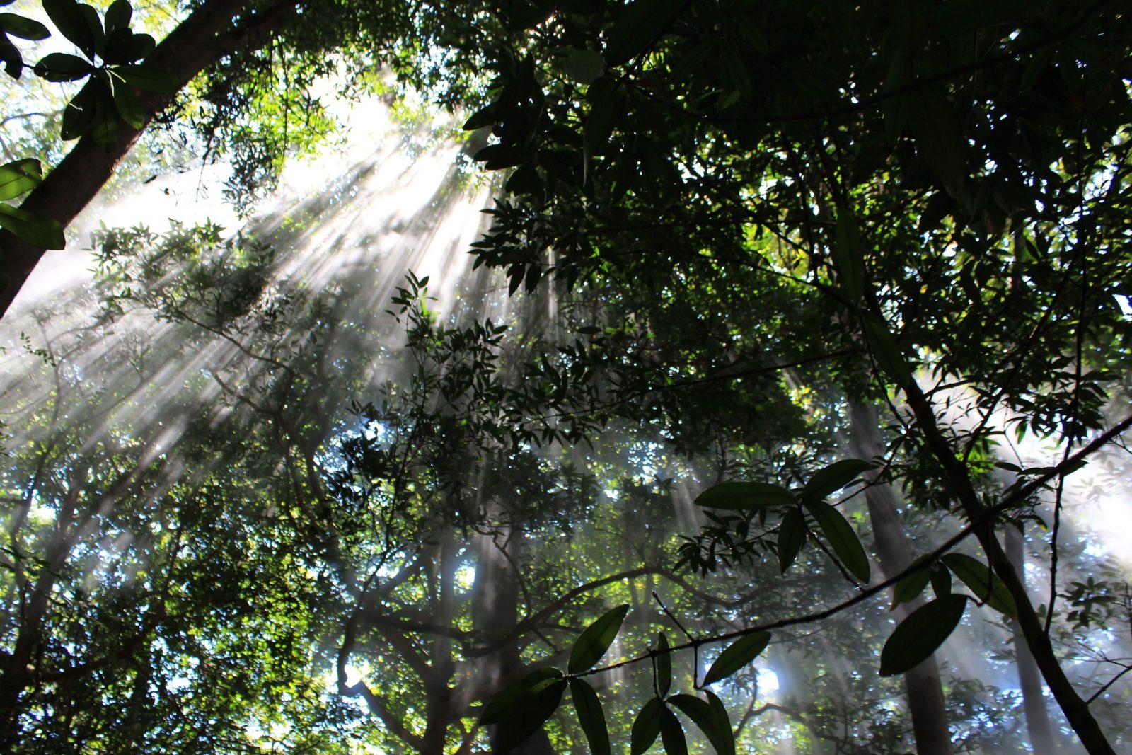 Monteverde Cloud Forest: Sun peaking through the trees in the cloud forest