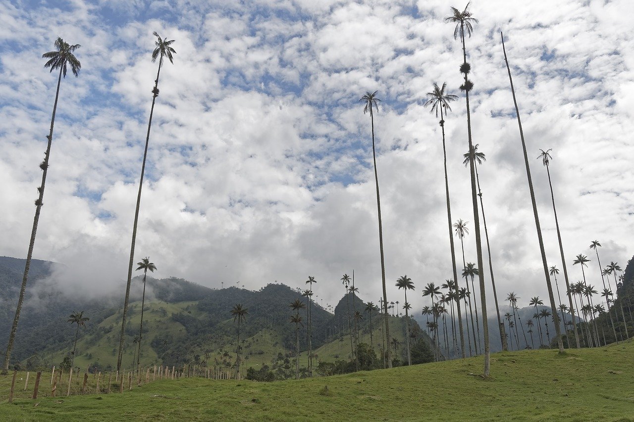 best places to visit in colombia- Cocora Valley