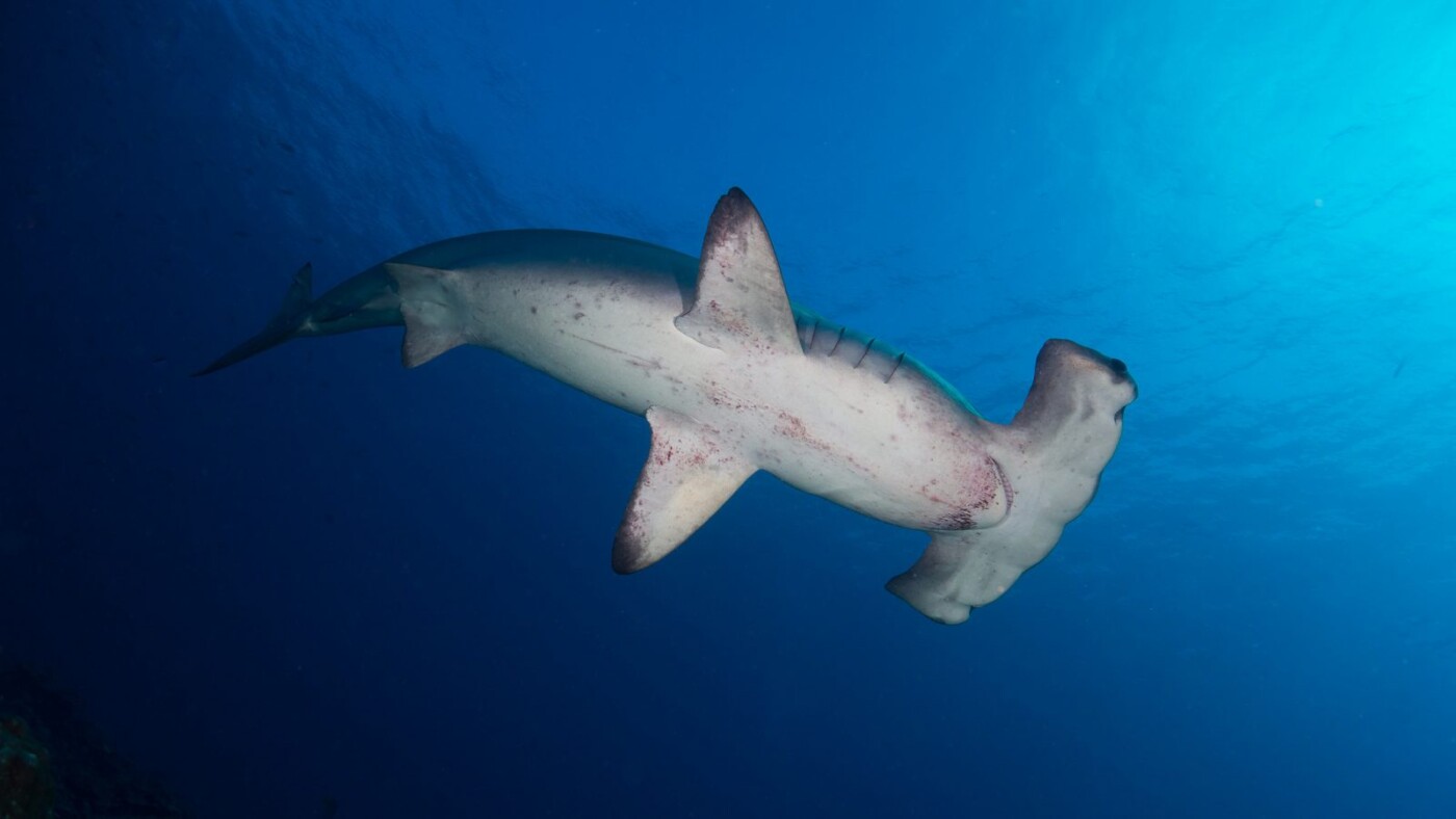 Guide to Scuba Diving in Costa Rica, Scalloped Hammerhead