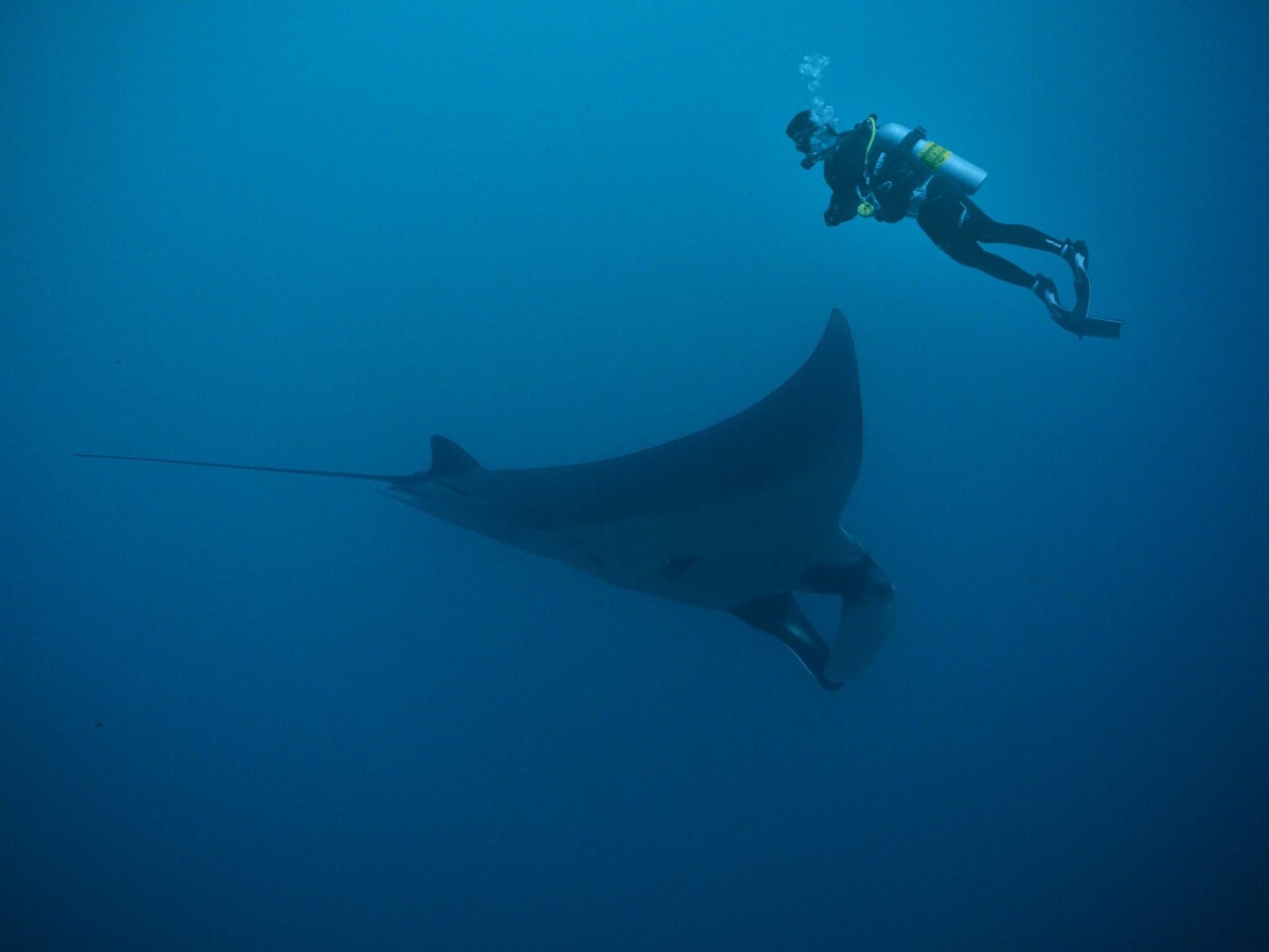 Guide to Scuba Diving in Costa Rica, Cocos Island