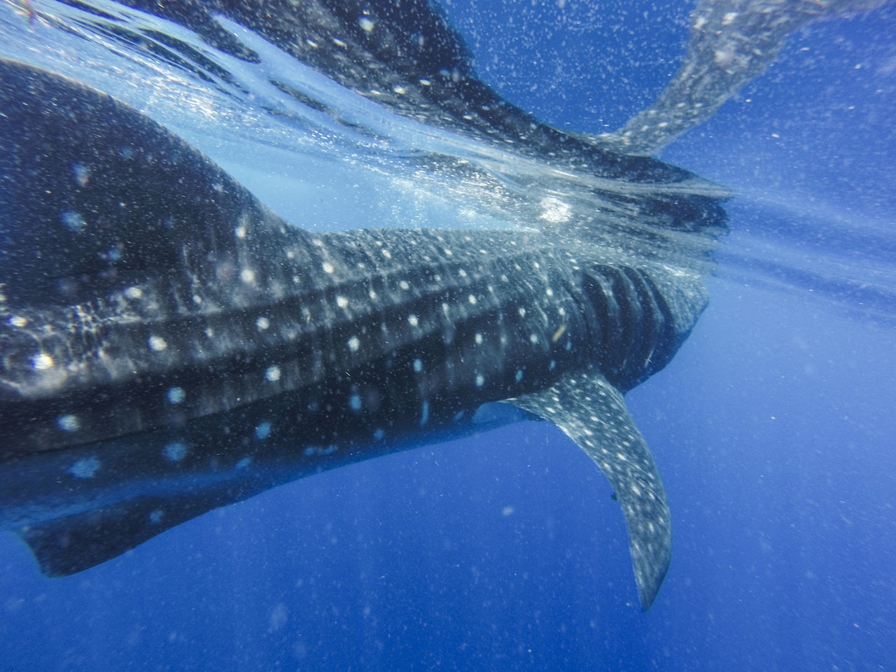 Guide to Scuba Diving in Costa Rica, whale shark