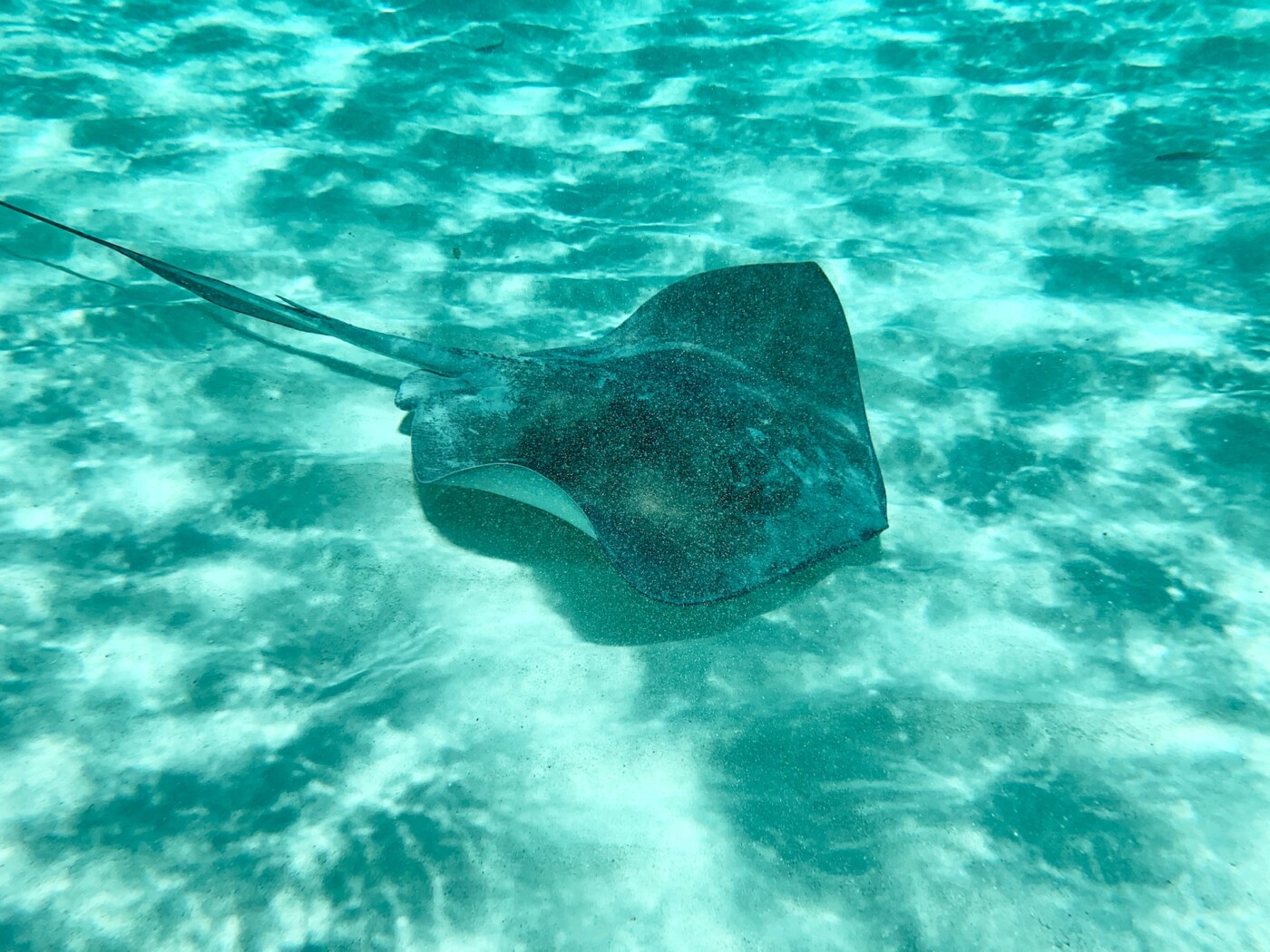 cozumel mexico stingray