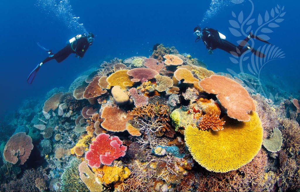 Coral at the Great Barrier Reef, Queensland