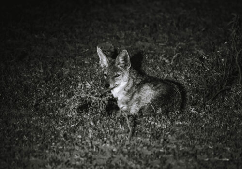 Kenya Loldia House Lake Naivasha night safari fox-06936