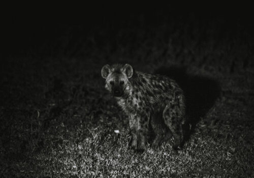 Kenya Loldia House Lake Naivasha night safari hyena-06934
