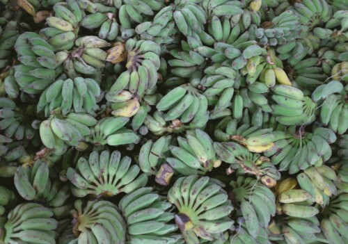 Patacones: The Crispy Delight of Costa Rican Cuisine