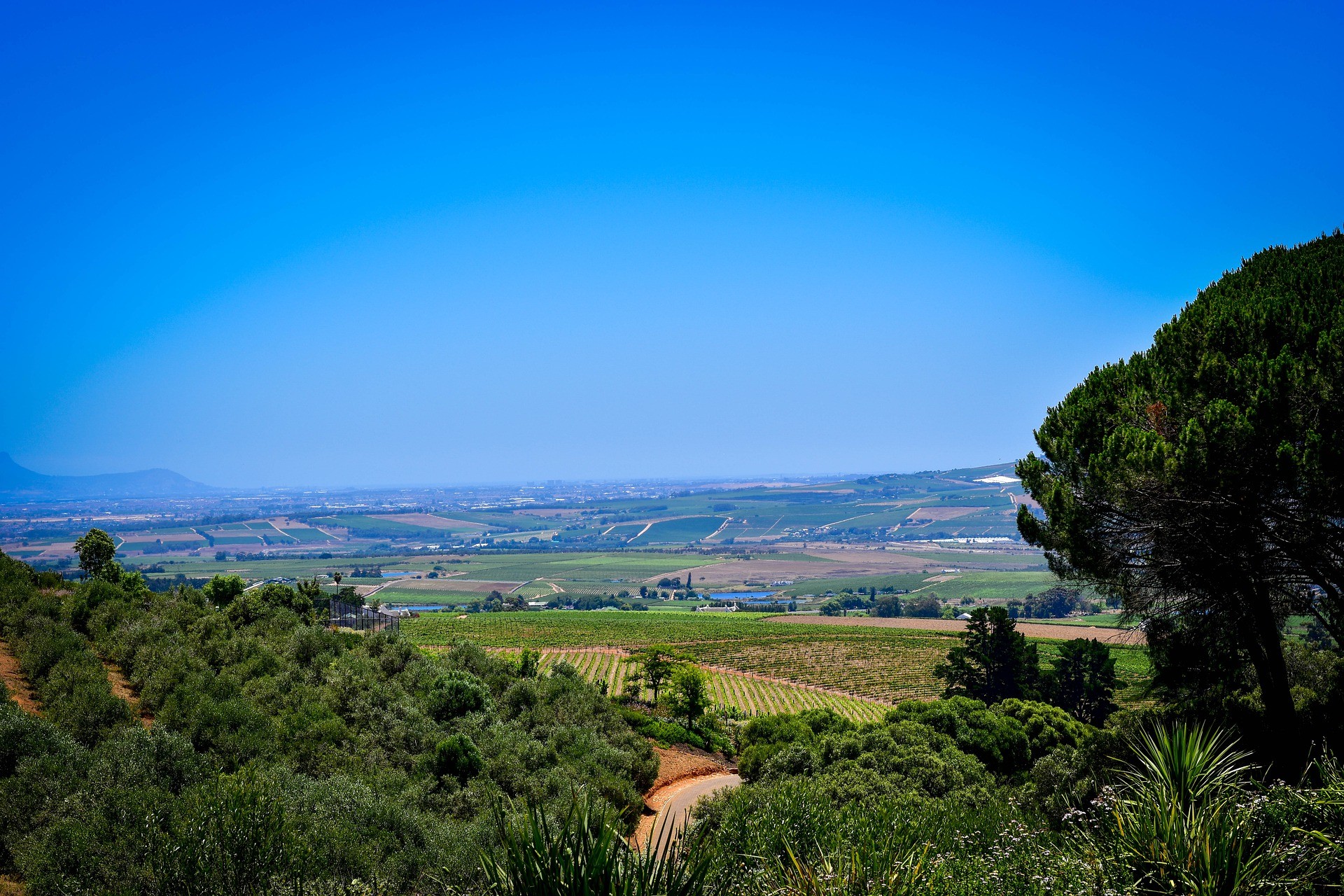 Stellenbosch Wine region
