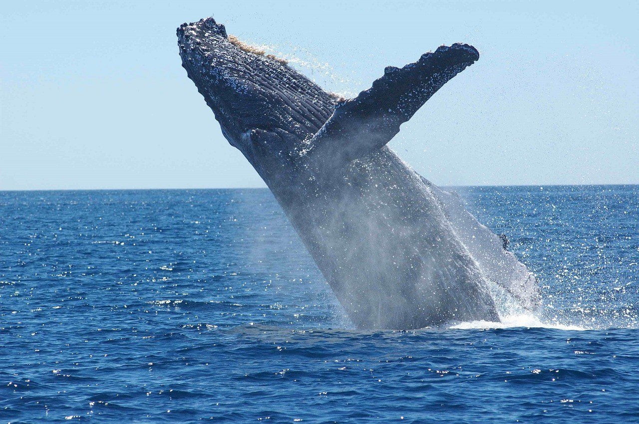 best diving in the caribbean