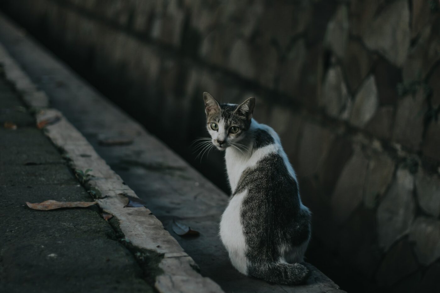 indonesian cats