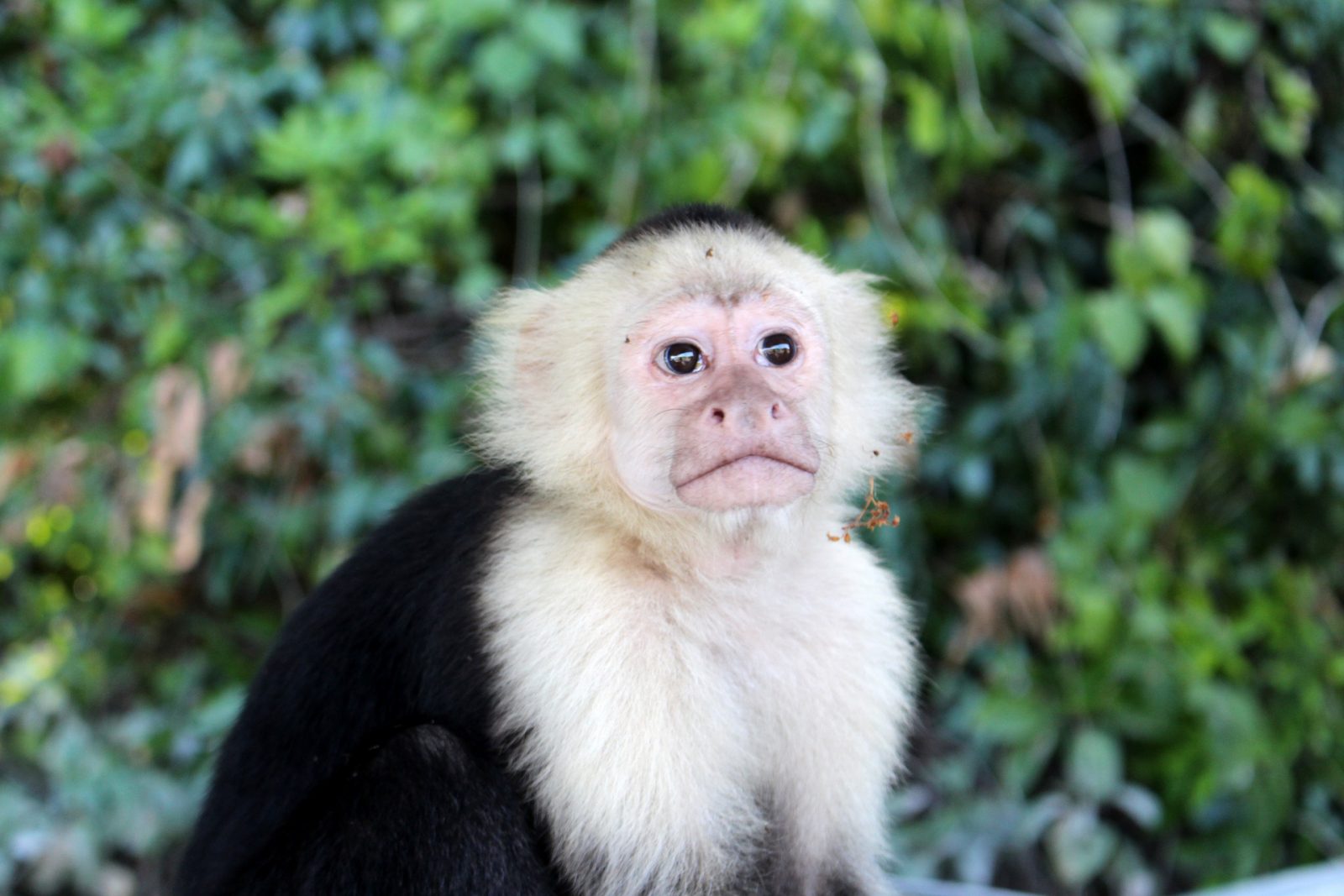 Monkey inside Tayrona National Park, parque tayrona