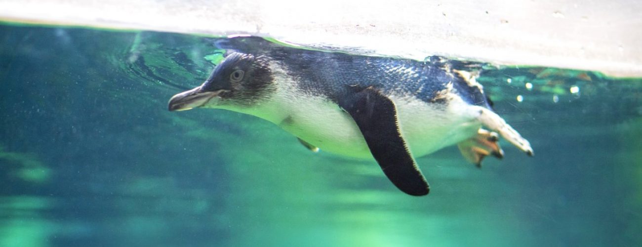 Things to do in New Zealand: Penguin at the Antarctic Centre