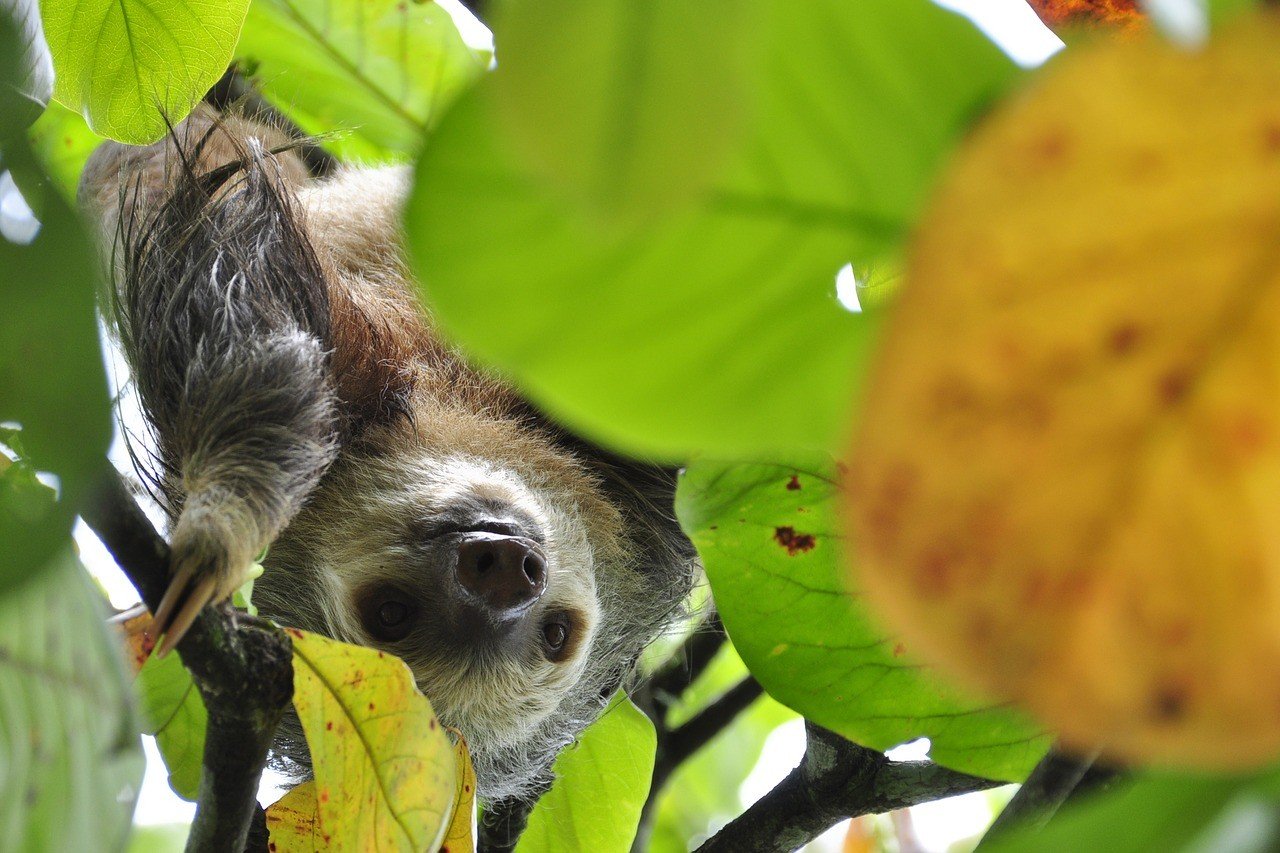 Where to See Sloths in Costa Rica in the Wild