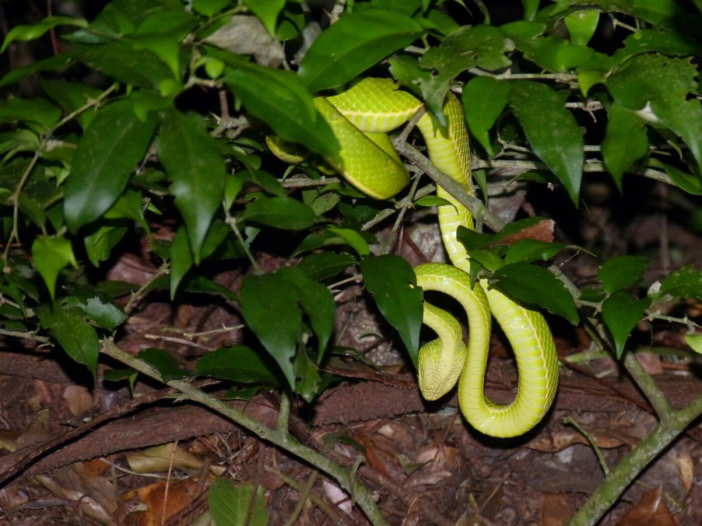 Monteverde cloud forest