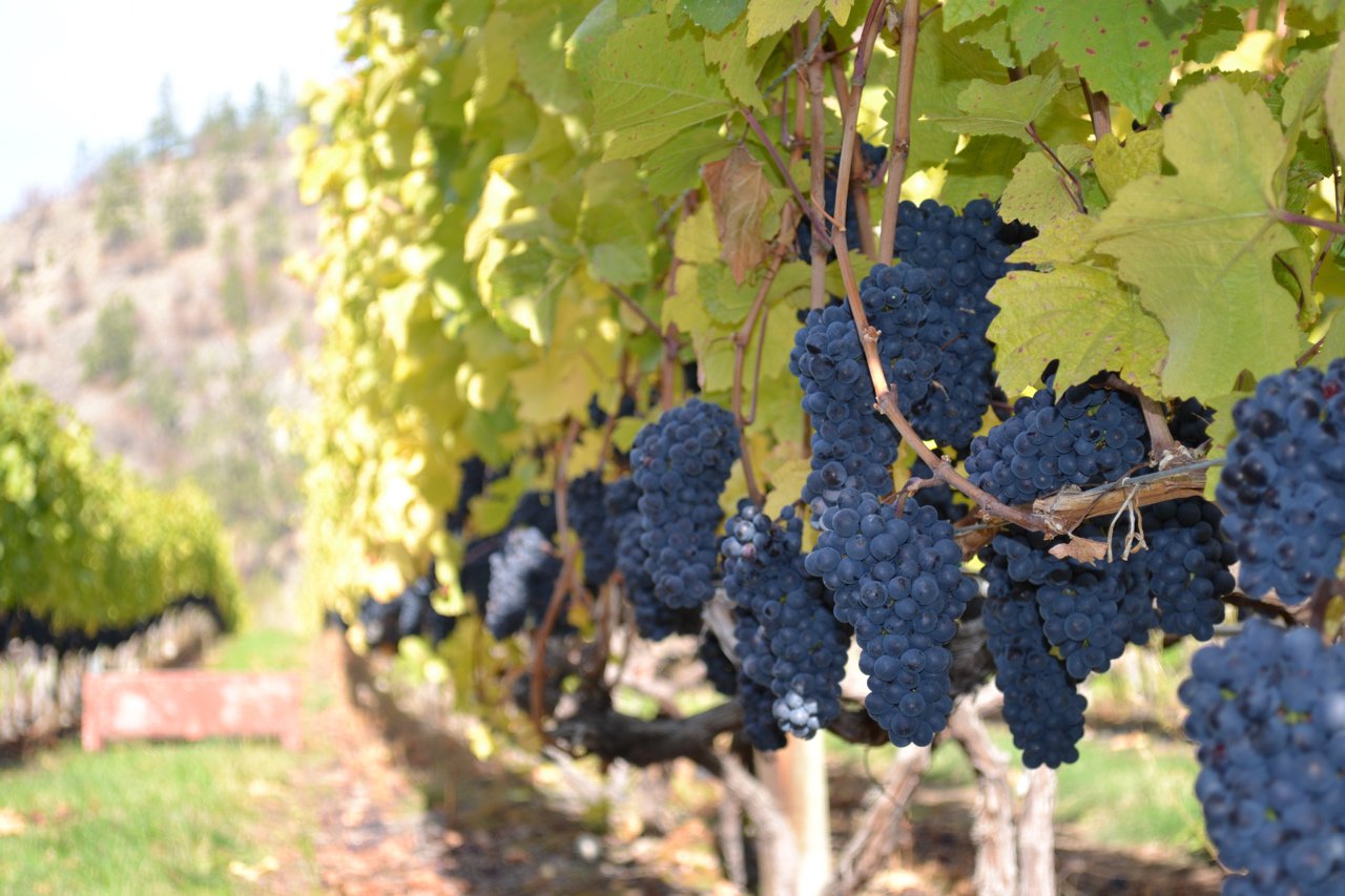 syrah nichol vineyard
