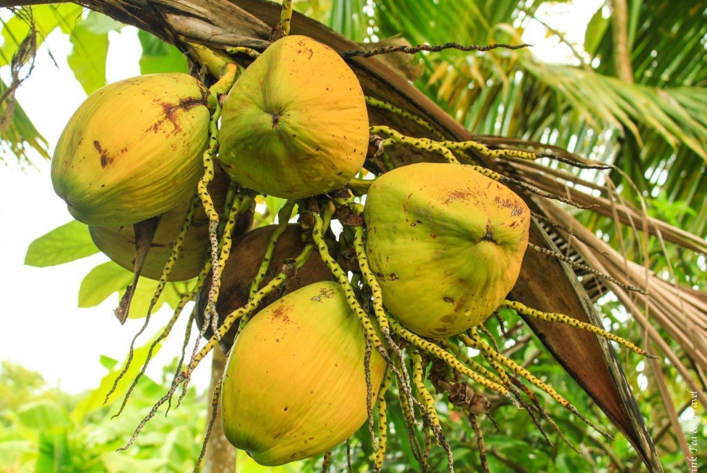 Coconuts growing at the Thai Farm Cooking School, Chiang Mai, Thailand