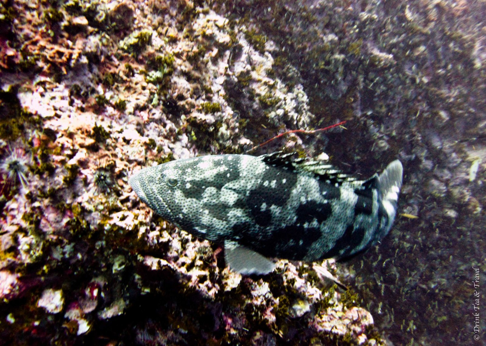 Life underwater, Koh Tao, Thailand