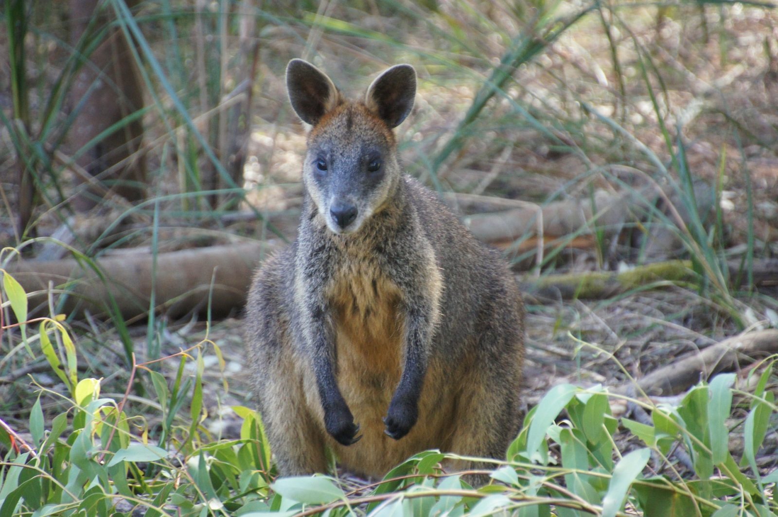 Melbourne day trips: wild wallaby at Phillip Island 
