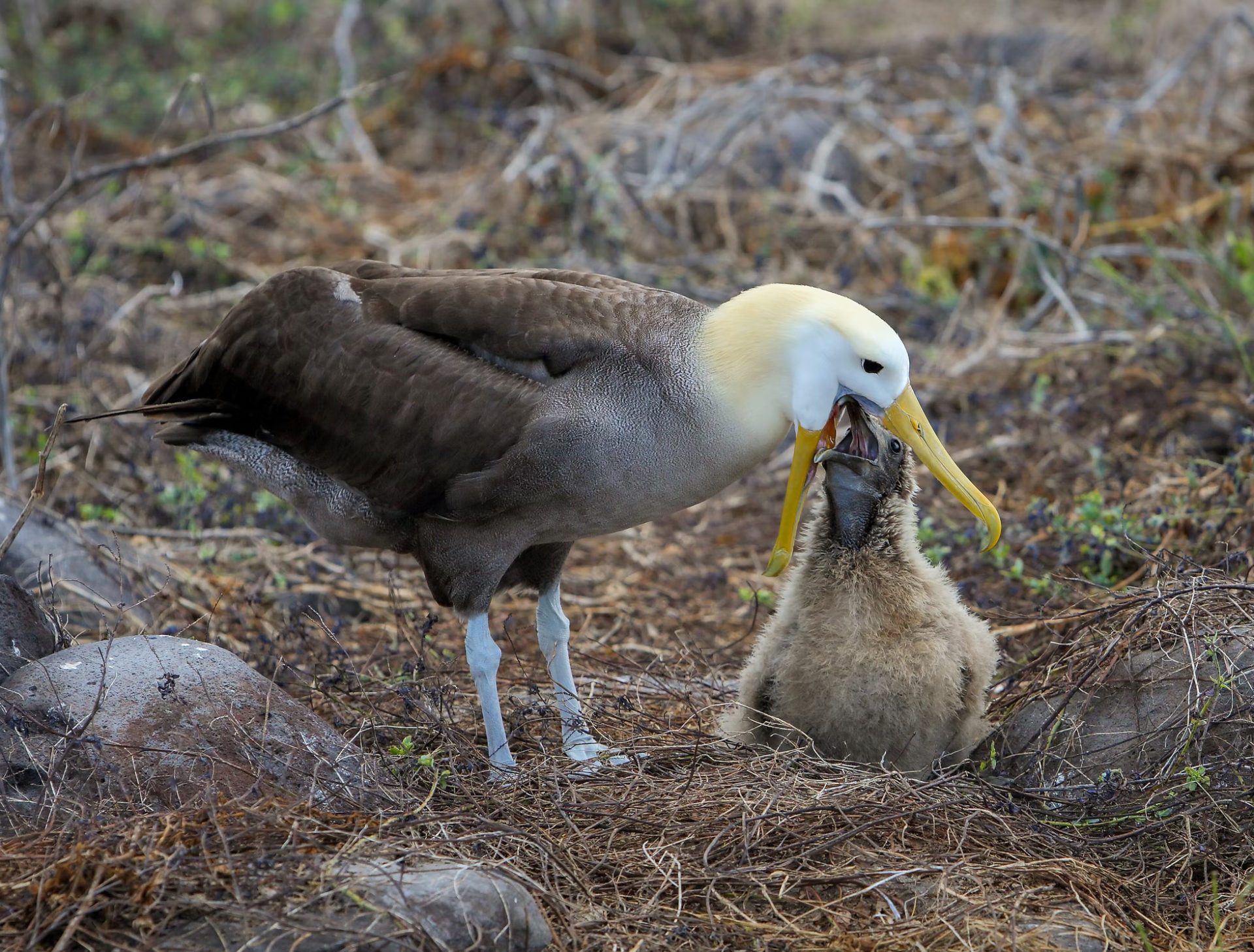 waved albatross birds of galapagos
