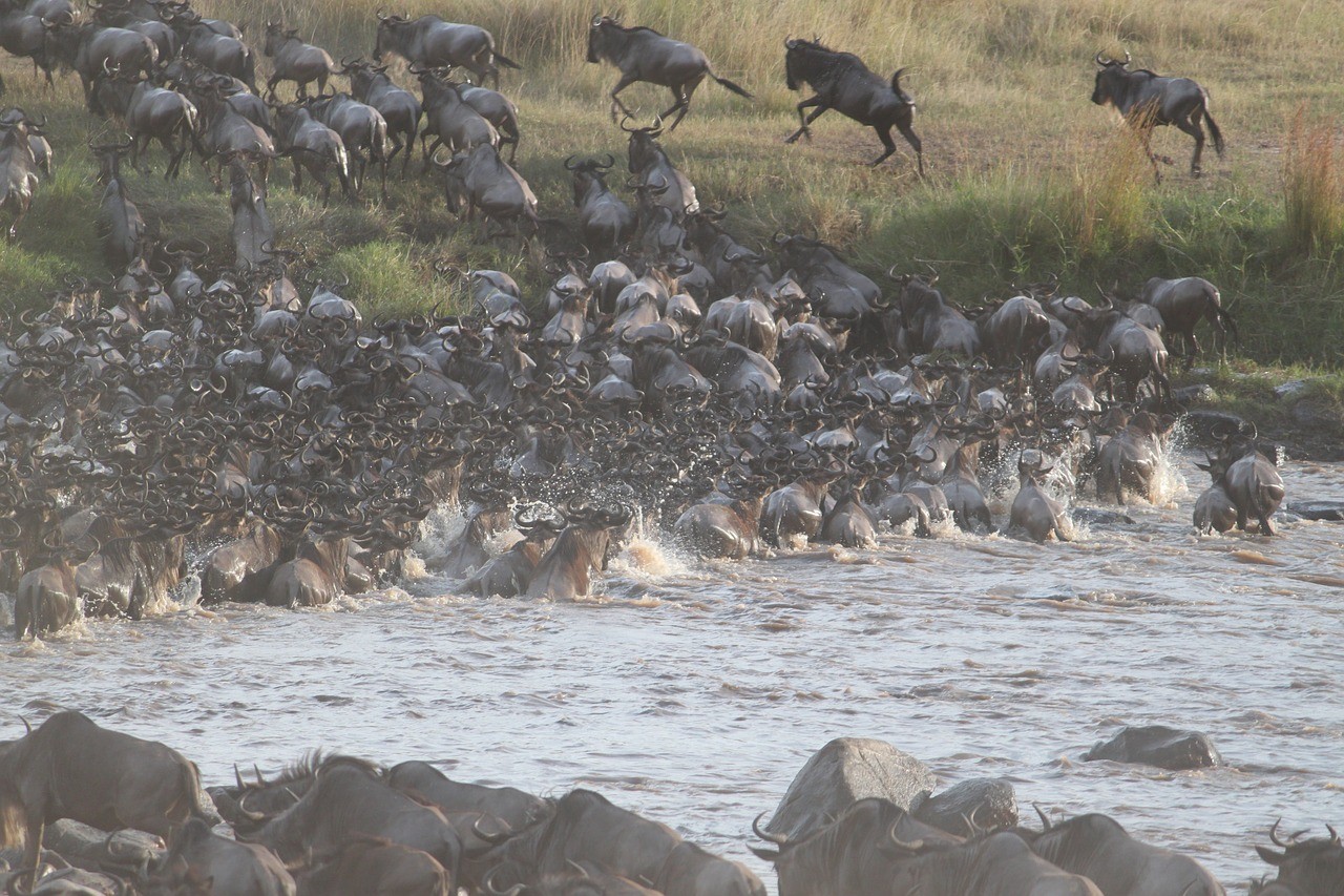 wildebeest migration 2322110 1280